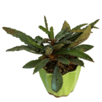 Euphorbia Francoisii