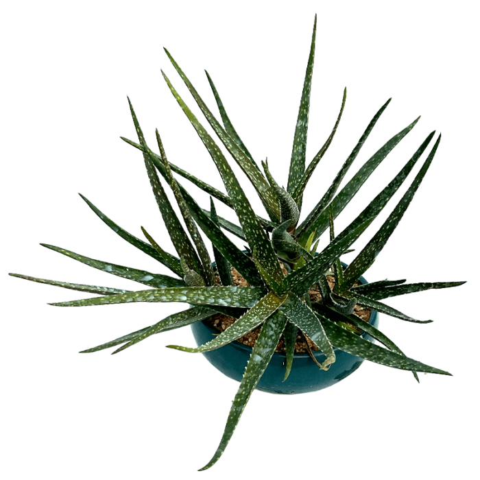 Aloe Vera - Image 2