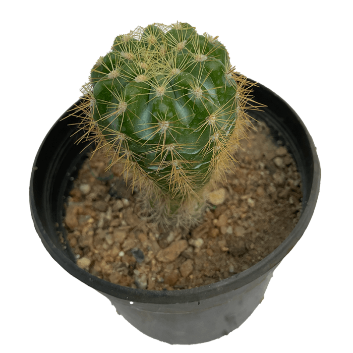 Echinopsis Oxygona