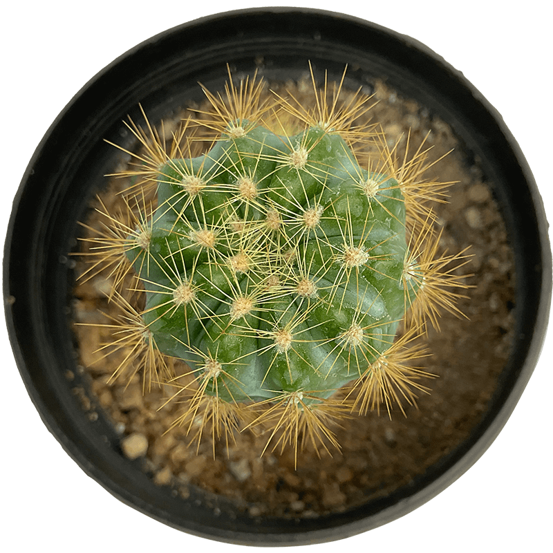 Echinopsis_oxygona_01