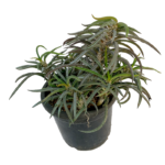 Euphorbia Cylindrifolia