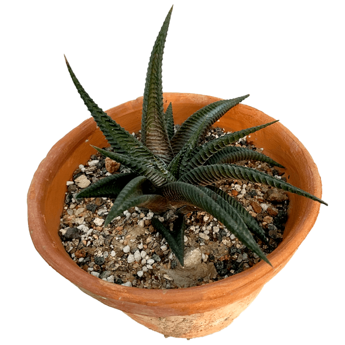 Haworthia Limifolia