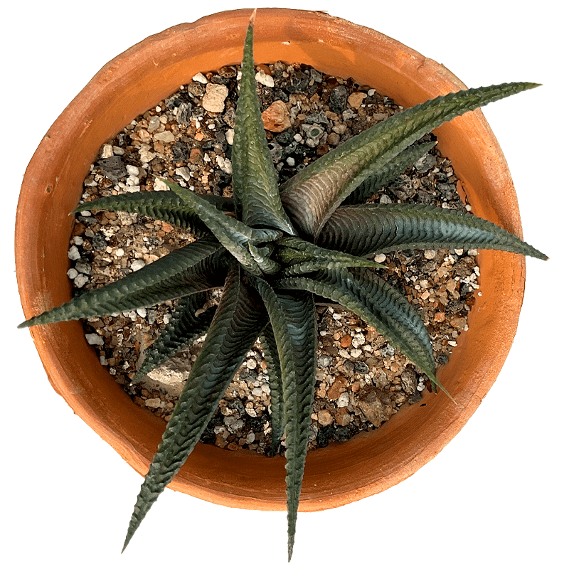 Haworthia_limifolia01