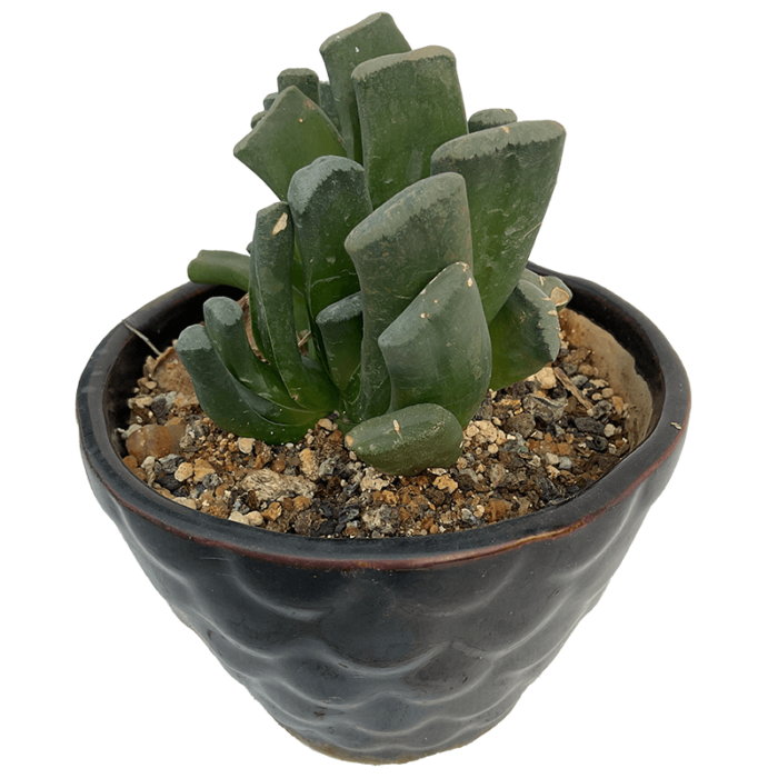 Haworthia Truncata