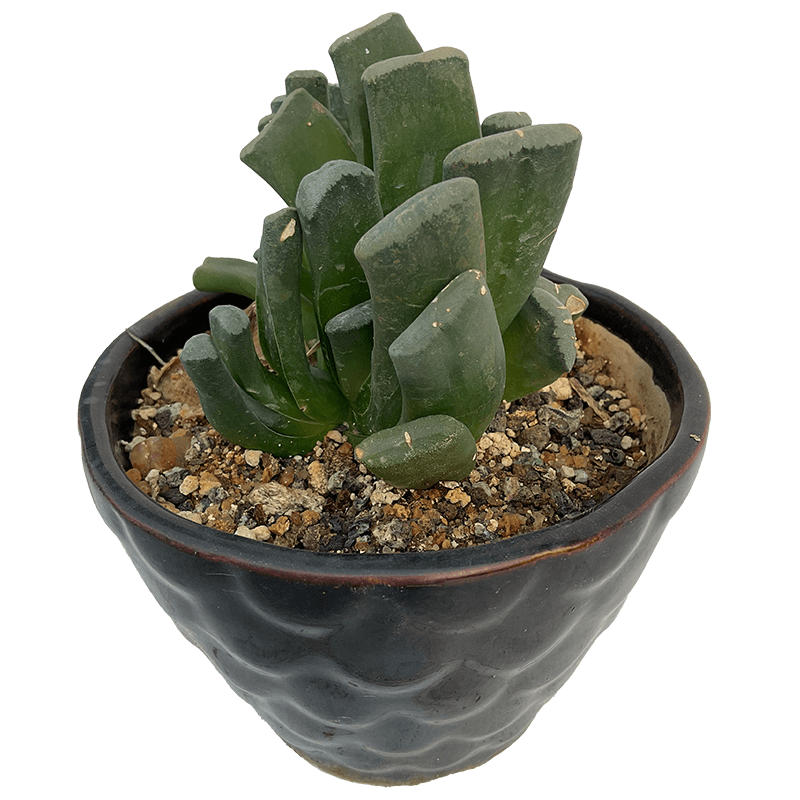 Haworthia_truncata