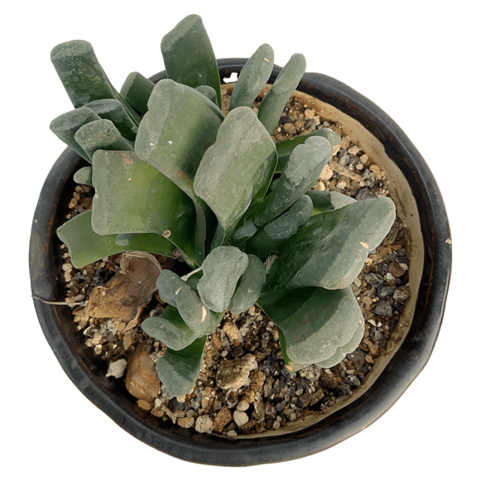 Haworthia Truncata - Image 2