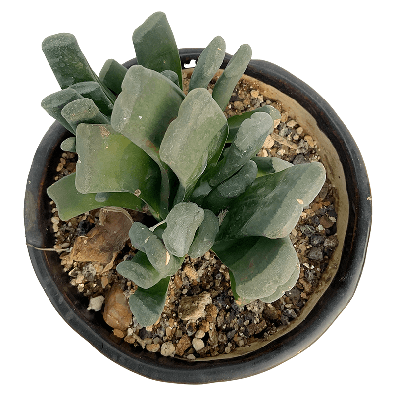 Haworthia_truncata_01