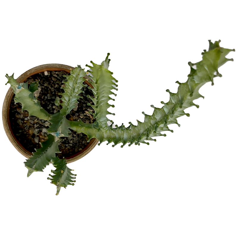 Huernia_macrocarpa01