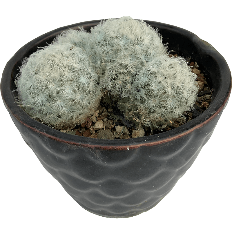 Mammillaria_Plumosa