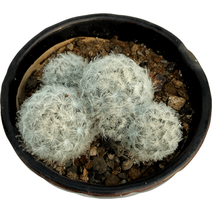 Mammillaria Plumosa - Image 2