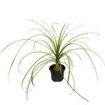Ponytail Palm