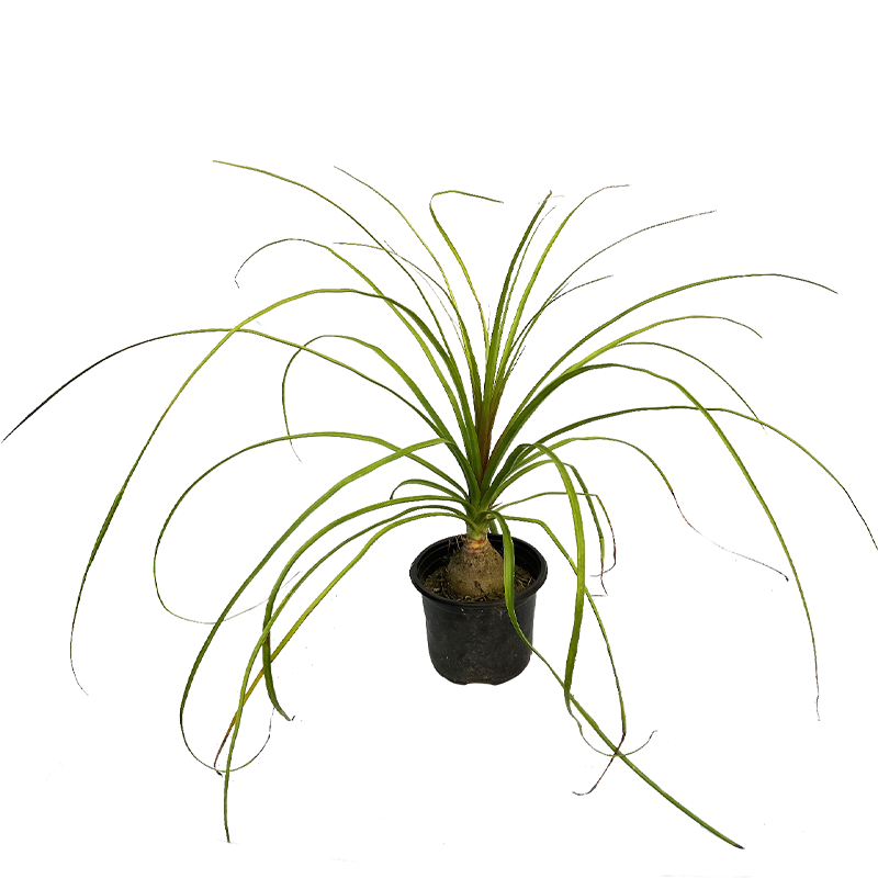 Ponytail_palm