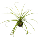 Ponytail Palm