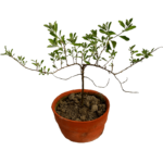 Texas Sage