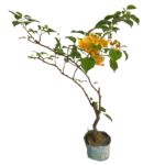 Bougainvillea spectabilis